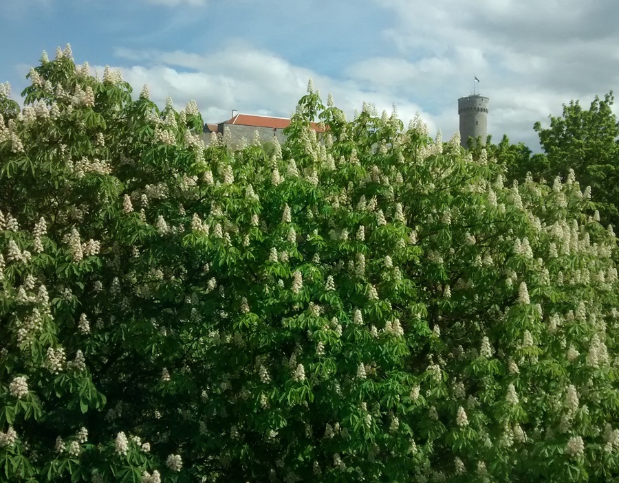 Vaade Toompea lossile rephoto