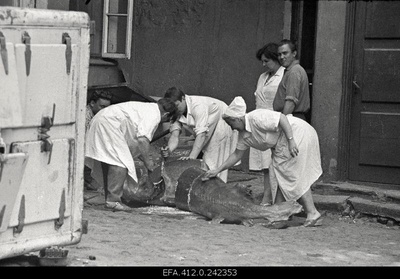 Beluuga harvesting in the restaurant Caucasus courtyard.  similar photo