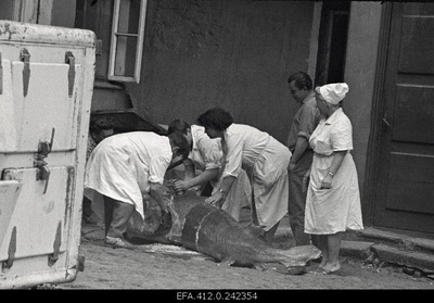 Beluuga harvesting in the restaurant Caucasus courtyard.  similar photo