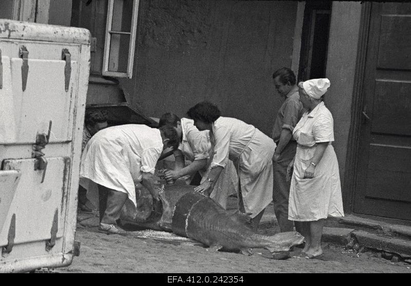 Beluuga harvesting in the restaurant Caucasus courtyard.