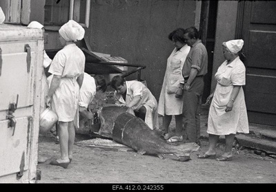 Beluuga harvesting in the restaurant Caucasus courtyard.  similar photo