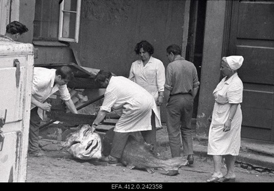 Beluuga harvesting in the restaurant Caucasus courtyard.  similar photo