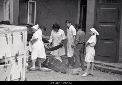 Beluuga harvesting in the restaurant Caucasus courtyard.  similar photo