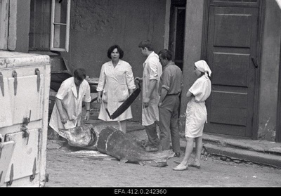 Beluuga harvesting in the restaurant Caucasus courtyard.  similar photo