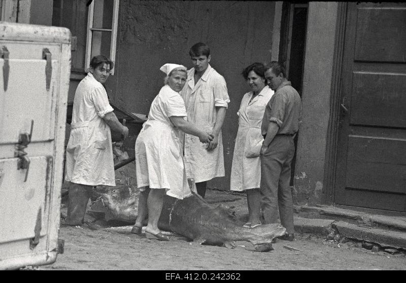 Beluuga harvesting in the restaurant Caucasus courtyard.