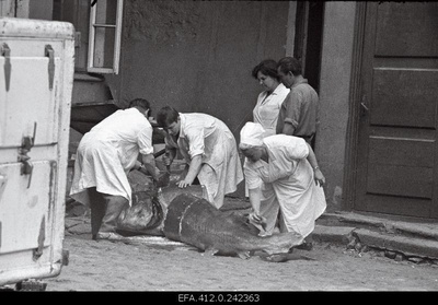 Beluuga harvesting in the restaurant Caucasus courtyard.  similar photo