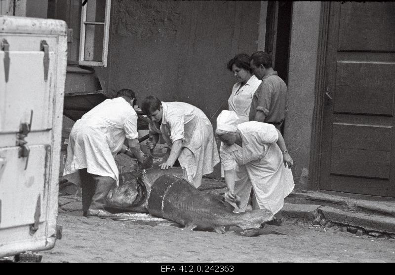 Beluuga harvesting in the restaurant Caucasus courtyard.