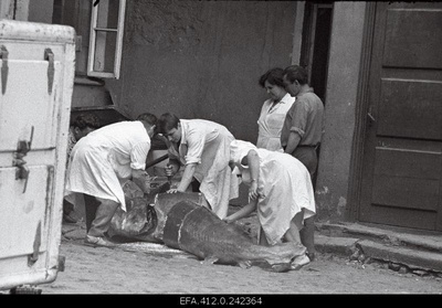 Beluuga harvesting in the restaurant Caucasus courtyard.  similar photo