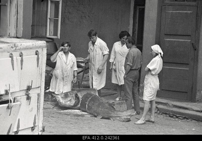 Beluuga harvesting in the restaurant Caucasus courtyard.  similar photo