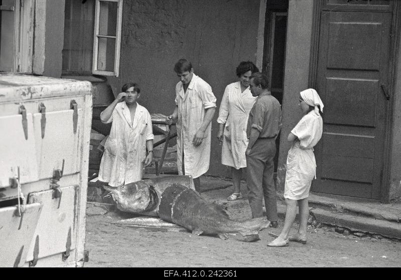 Beluuga harvesting in the restaurant Caucasus courtyard.