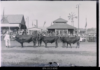 The Estonian agricultural exhibition awarded bulls.  similar photo