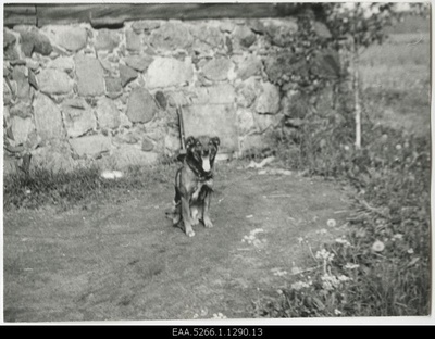 Courtyard dog from landstones in the background of foundation  similar photo