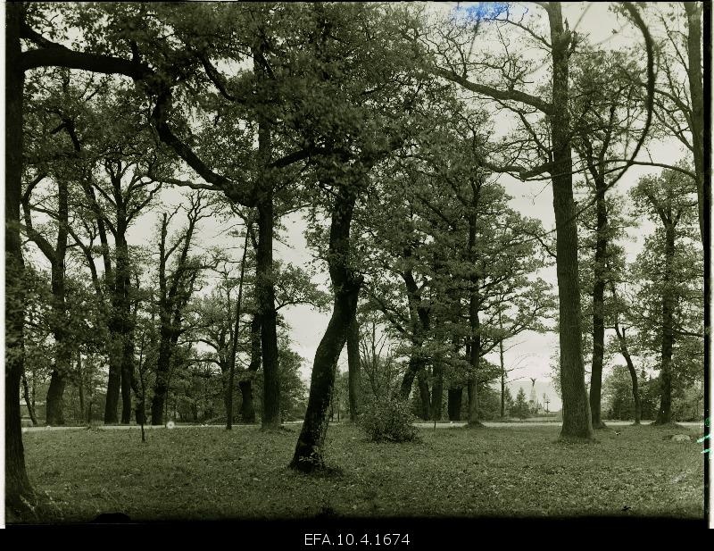 Kadrioru park; Tamal Russalka monument.