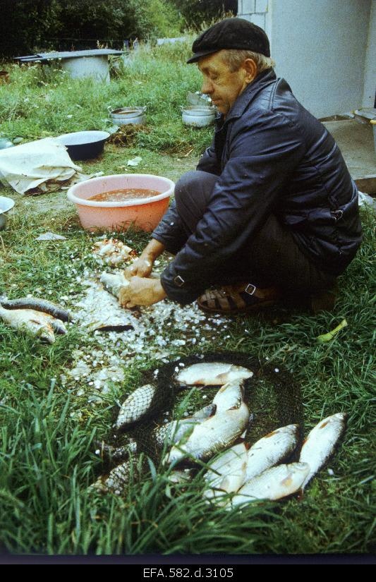 Endel Vahkel cleanses fish in Silla farm in Sweden village.