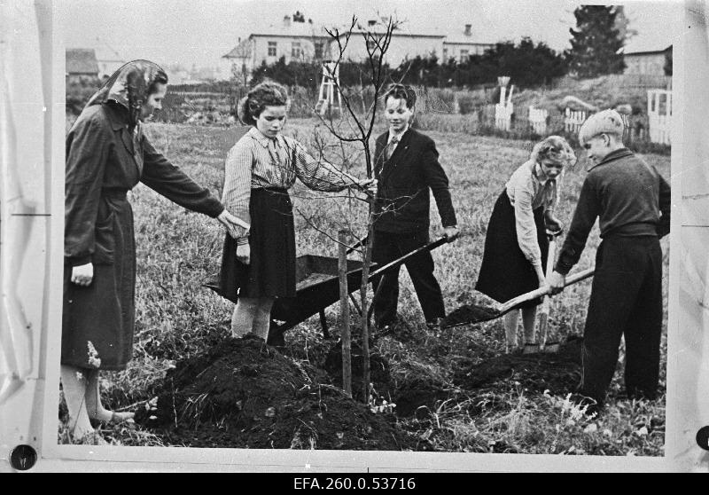 Üle 300 puu maantee äärde ja kooli õppekatseaeda istutanud Märjamaa Keskkooli pioneerid bioloogiaõpetaja Virve Nüüdi juhtimisel aias istutustöödel.