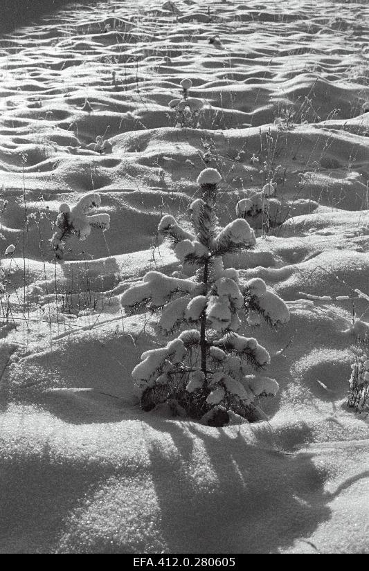 Talvised võtteid päikesega Märjamaa lähistel.