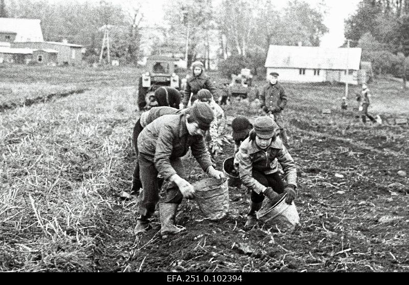 MärjamaaKeskkooli VI b klassi õpilased NSV Liidu konstitutsioonipäevale ja ÜLKNÜ 61. aastapäevale pühendatud laupäevakul Märjamaa sovhoosis kartuleid võtmas.