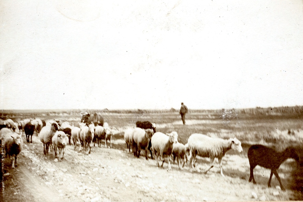 TLA 1465 1 8688 Lasnamäe sheep in the pasture 1900 1915 Photographer August Sakaria (Sakaria) - Lasnamäe sheep in the pasture
