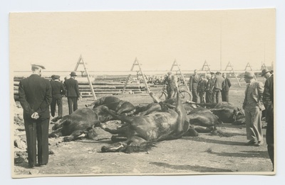 Killed horses and renovators on the bay shore.  duplicate photo