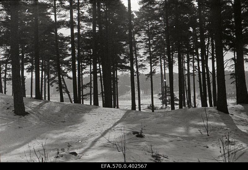 Pine forest on the shore of the River Pirita.