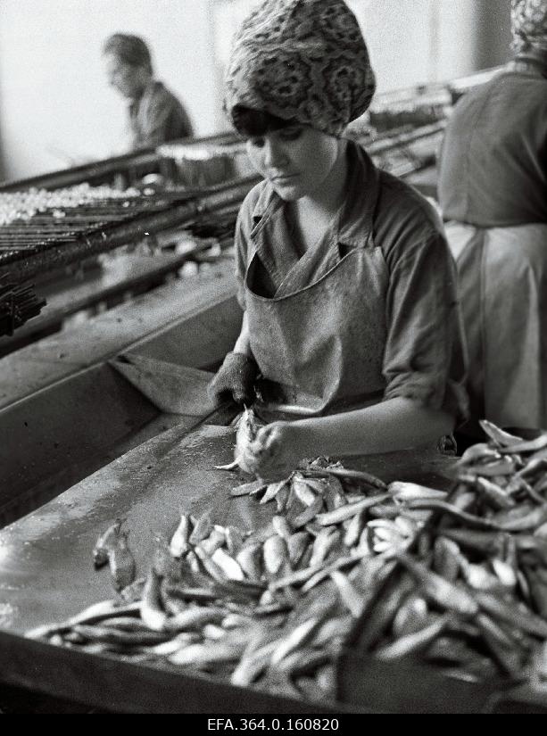 Processing of fish in Pärnu Fishery Age of the ETKVL.