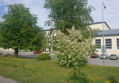 Ready for Tallinn 2. Internship school building on Matrossov Street. rephoto
