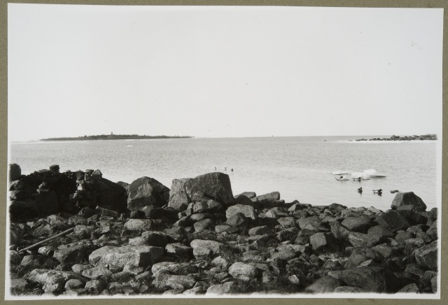 Coast stone and attractive birds in the Raahe Archipelago in spring