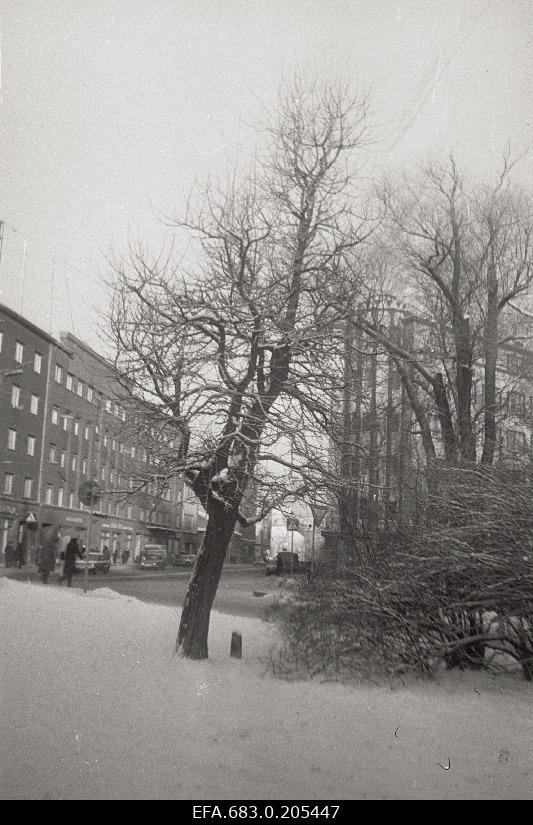 Lightwood on Heart Street.