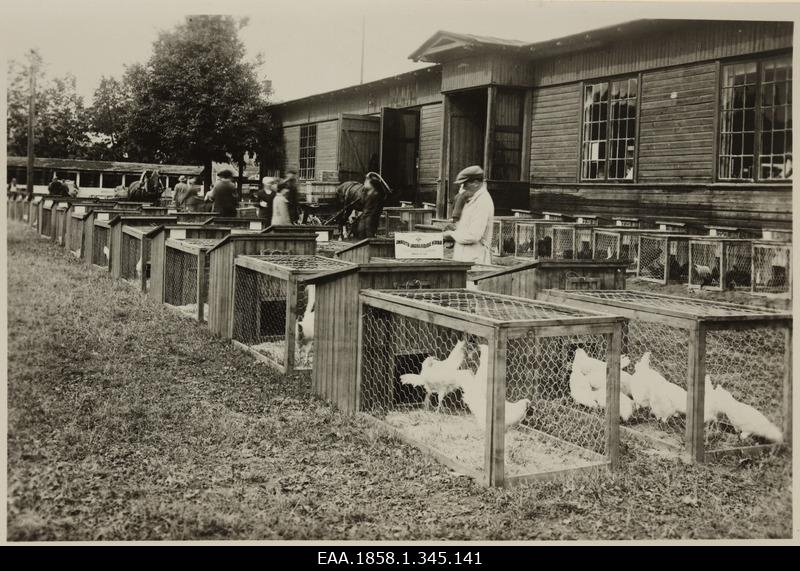 Bird exhibition in Tartu. Cages of the hens of the Imastu Disability House next to the exhibition building.