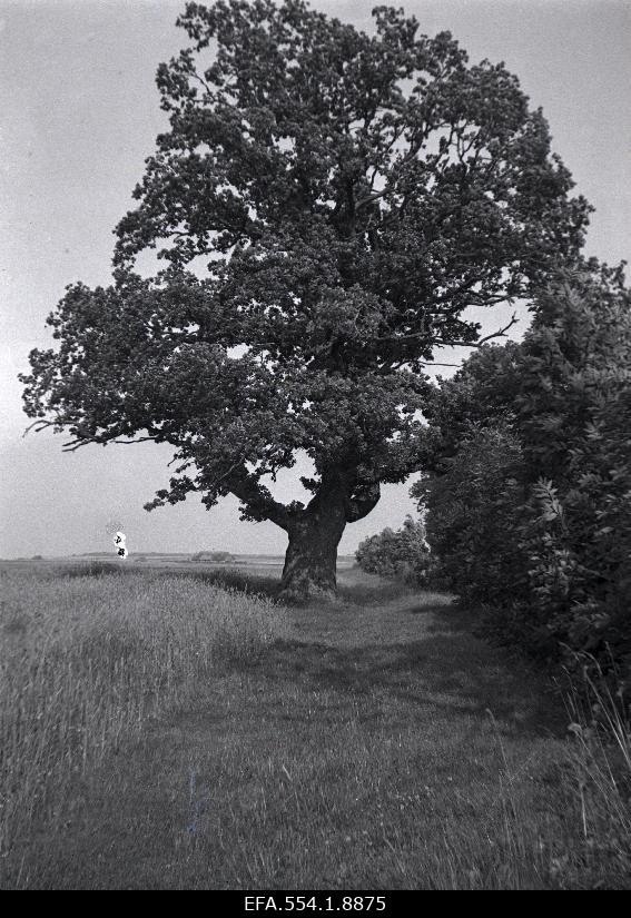 4-m. high mosquito in Laukna settlement.