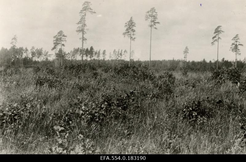 Raiesmik Märjamaa raudteejaama lähedal.