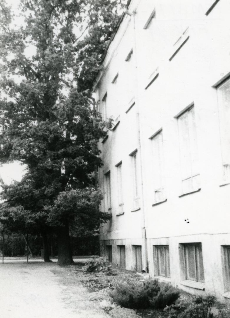 J. The oak planted around the former Võru Teacher Seminar
