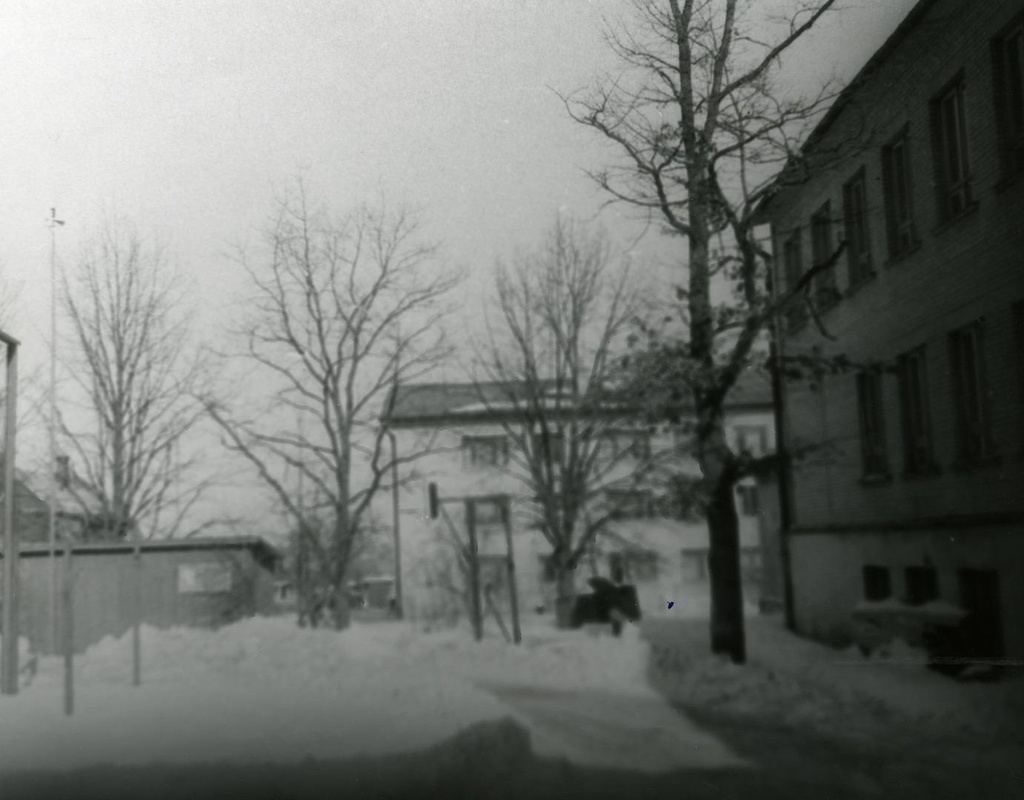 J. The oak planted around the former Võru Teacher Seminar
