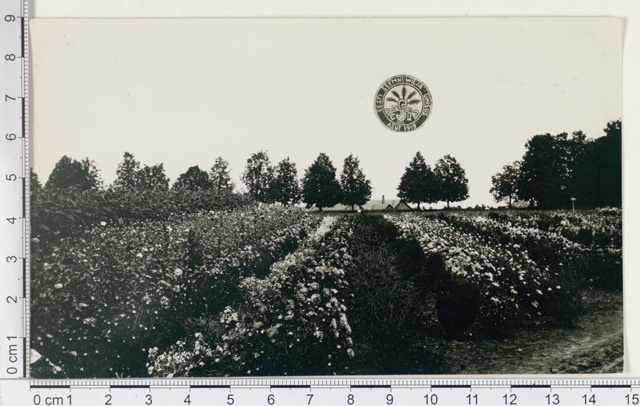 Luunja seed growing, seed flower field, Tartumaa 1922