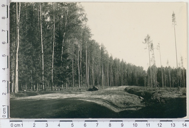 Mixed forest near Räpina, Võrumaa 1925