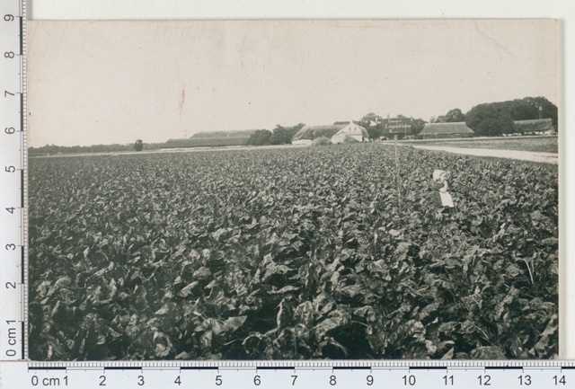 Sandla Manor Animal Peet "Eckendorf Yellow" seat field, Saaremaa 1925