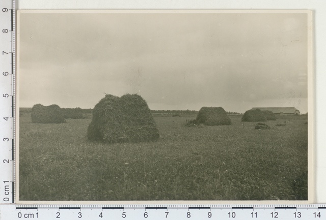 Peas "Concordia" cleaned in Sandla Manor, Saaremaa 1925