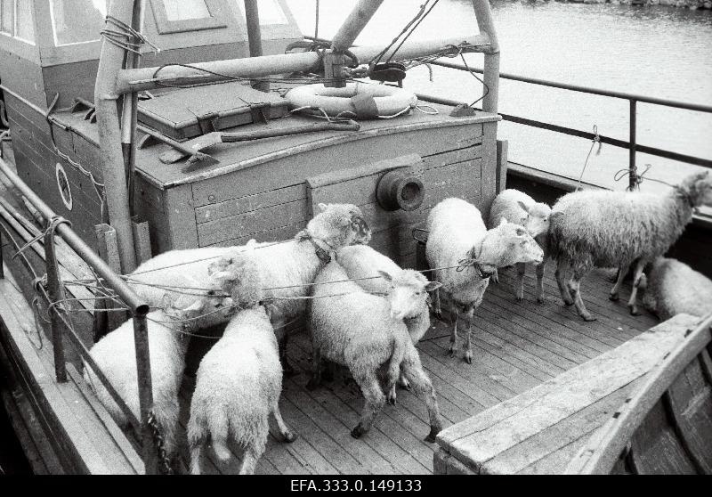 Take sheep for summer with a ship from the island of Prangli to the pasture of the island of Äksi.