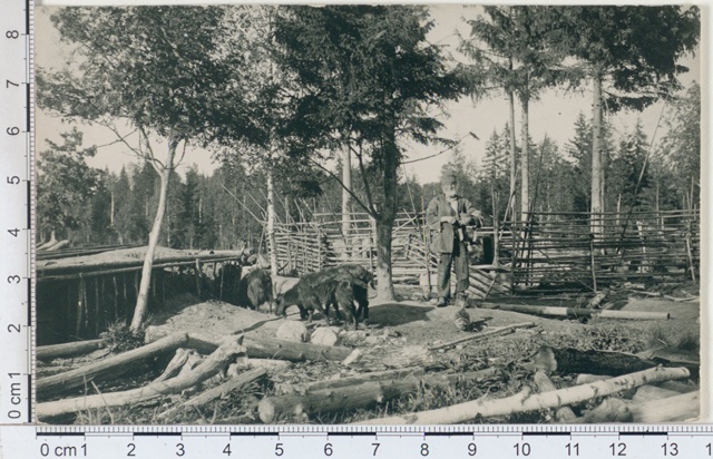 Põlva - Saare - Jaan in my place of residence - in the cave, grows lace and partes, cuts crawls, Võrumaa 1924