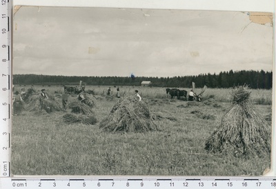 Cereal harvesting  duplicate photo
