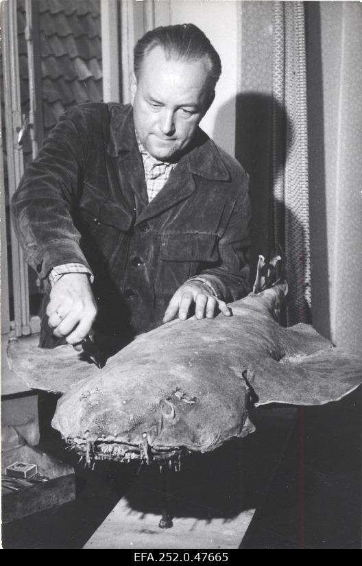 Loodusmuuseumi topistevalmistaja-meister Johannes Sakkius kuukala topist tegemas.