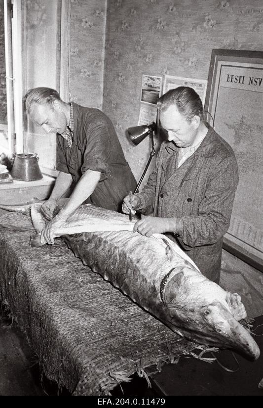 Loodusteaduste muuseumi teaduslikud töötajad Olev Sild ja Johannes Sakkius prepareerivad atlandi tuurakala.