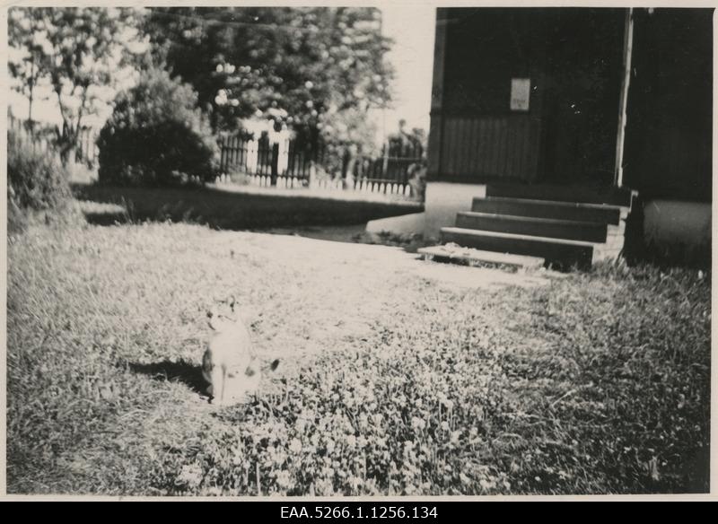 View b. Labi Tapa home for a staircase lawn area, at the forefront of the cat Josephine