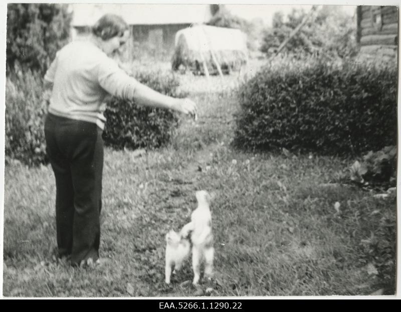 Woman playing with cats in the farm courtyard