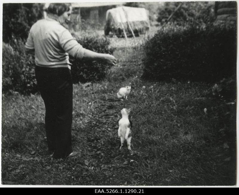 Woman playing with cats in the farm courtyard