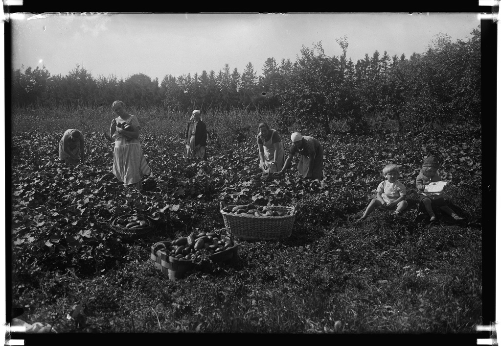 Cucumber cleaners