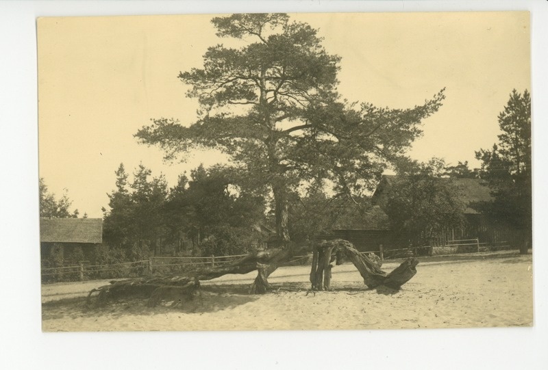 Võsu