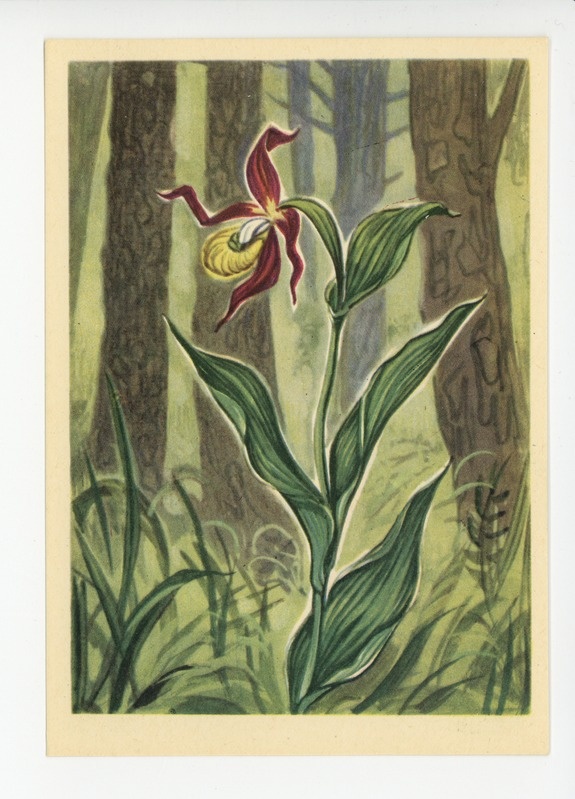 Taimed (looduskaitse all)