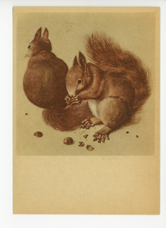 Dürer, Albrecht (1471-1528), Die Eichhörnchen entstanden 1512