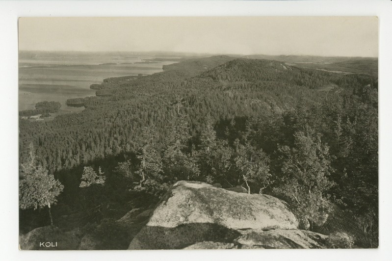 Koli